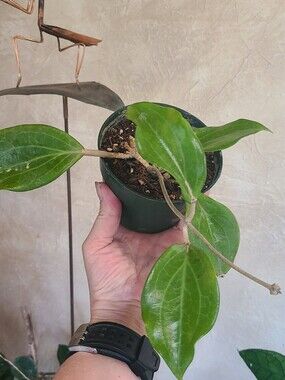 Hoya Merillii